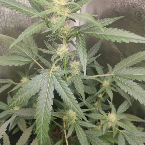 London Cheese XXL Auto growlog timeline photo
