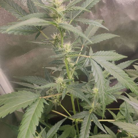 London Cheese XXL Auto growlog timeline photo