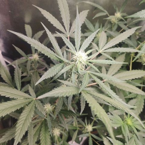 Amnesia XXL Auto growlog timeline photo