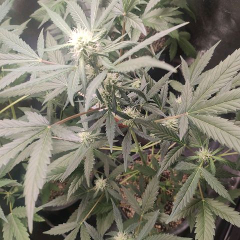 Amnesia XXL Auto growlog timeline photo