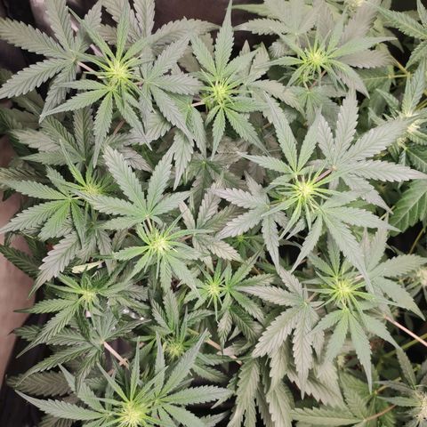 AK XXL Auto growlog timeline photo
