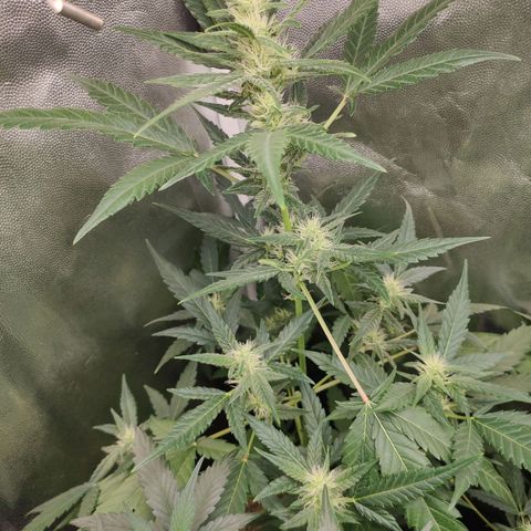 London Cheese XXL Auto growlog timeline photo