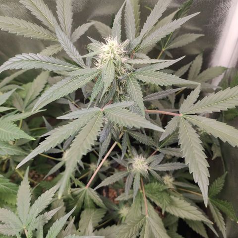 Amnesia XXL Auto growlog timeline photo