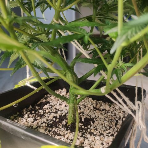 AK XXL Auto growlog timeline photo