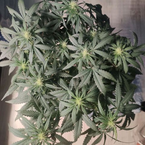 AK XXL Auto growlog timeline photo