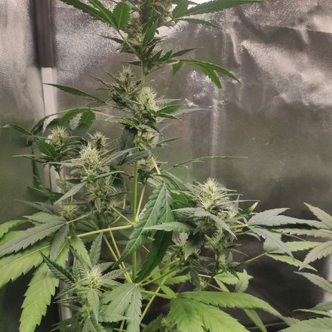 London Cheese XXL Auto growlog timeline photo