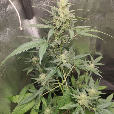 London Cheese XXL Auto growlog timeline photo