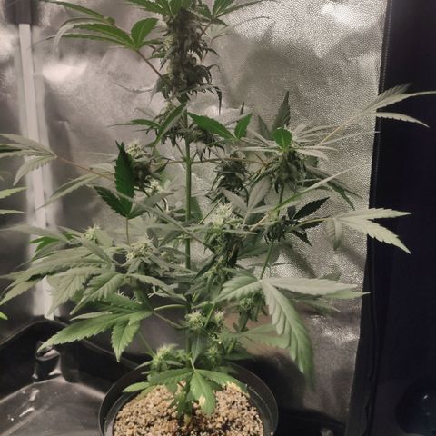 Amnesia XXL Auto growlog timeline photo