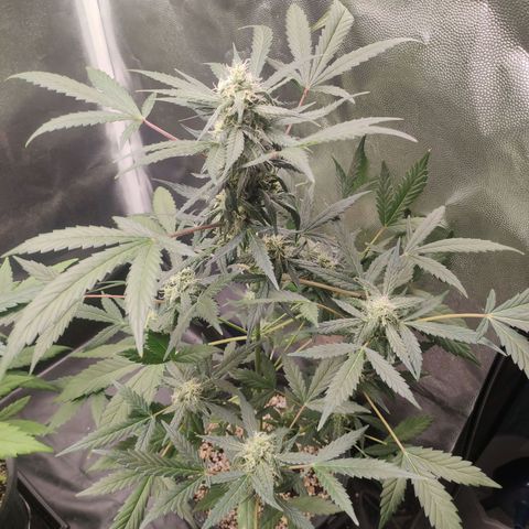 Amnesia XXL Auto growlog timeline photo