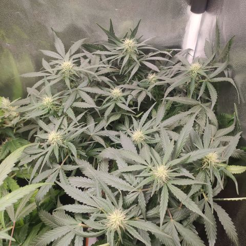 AK XXL Auto growlog timeline photo