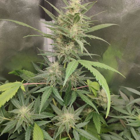 London Cheese XXL Auto growlog timeline photo