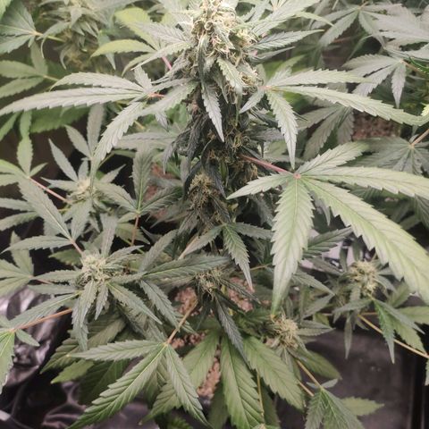Amnesia XXL Auto growlog timeline photo