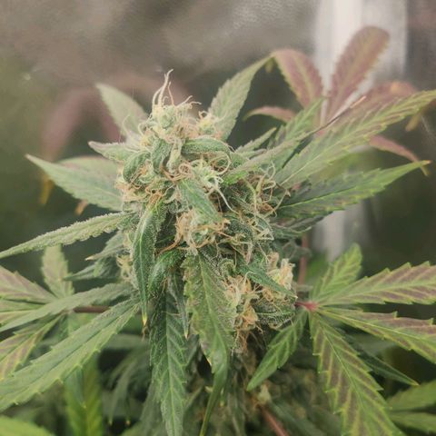Amnesia XXL Auto growlog timeline photo