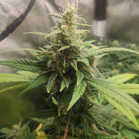London Cheese XXL Auto growlog timeline photo