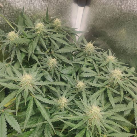 AK XXL Auto growlog timeline photo