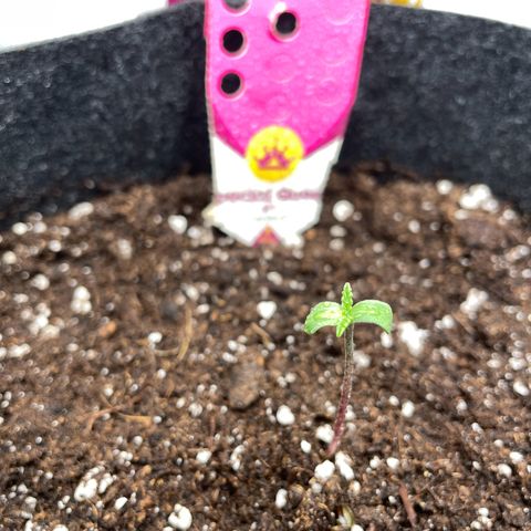 Vegeta growlog photo: VPD- 16C + 60% ~0.75