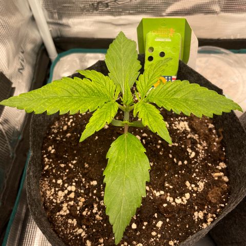Vegeta growlog timeline photo