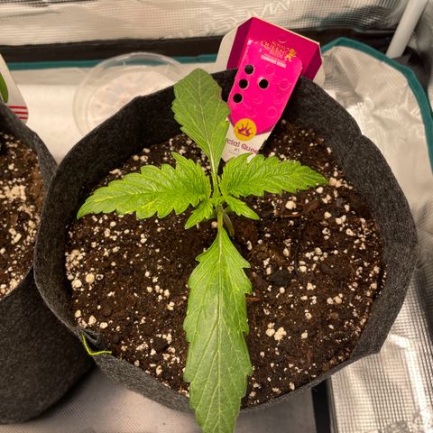 Vegeta growlog timeline photo