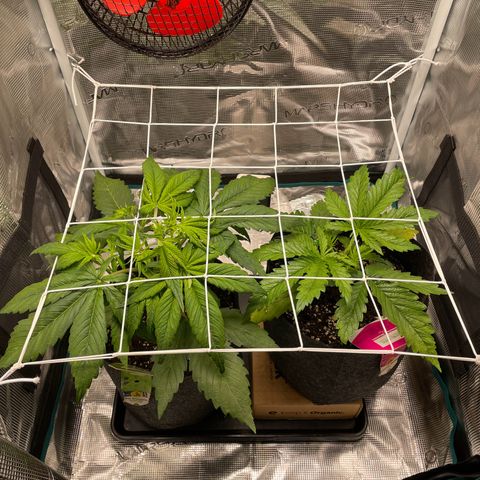 Vegeta growlog photo: Install scrog