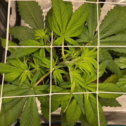 Vegeta growlog photo: Install scrog