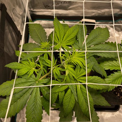Vegeta growlog photo: Install scrog
