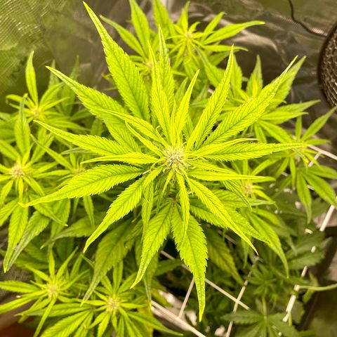 Goku growlog timeline photo
