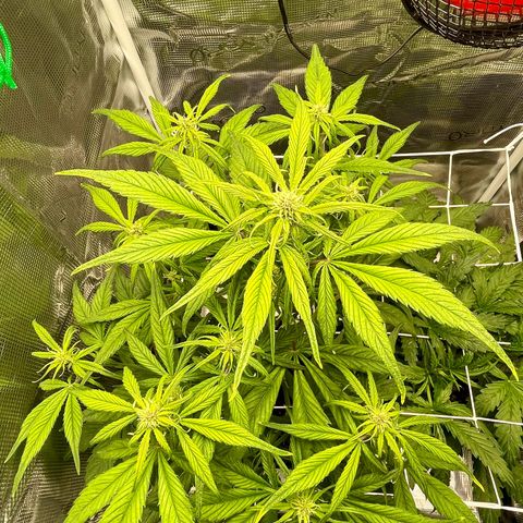 Goku growlog timeline photo