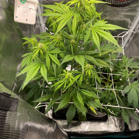 Goku growlog timeline photo