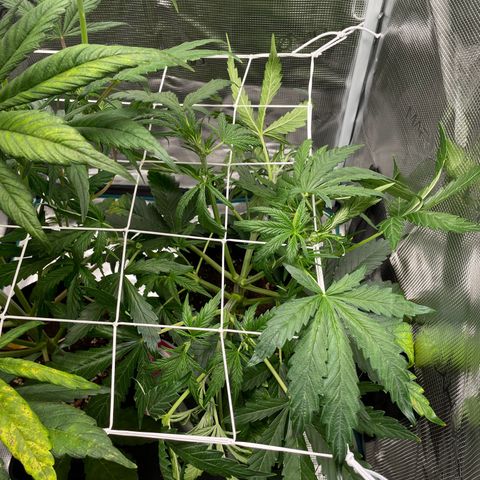 Vegeta growlog timeline photo