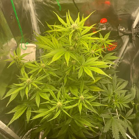 Goku growlog timeline photo