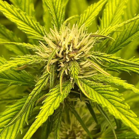 Goku growlog timeline photo