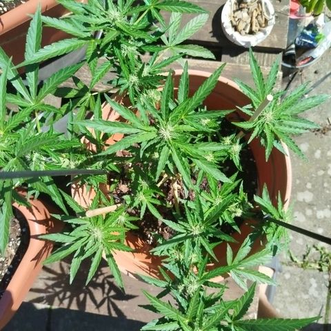 Royale Gorilla  growlog timeline photo