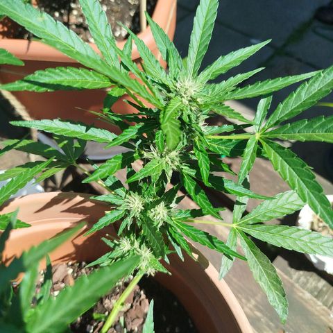 Royale Gorilla  growlog timeline photo