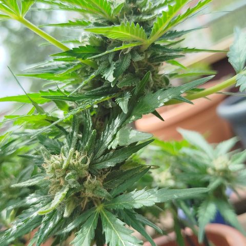 Ak 47 auto growlog timeline photo
