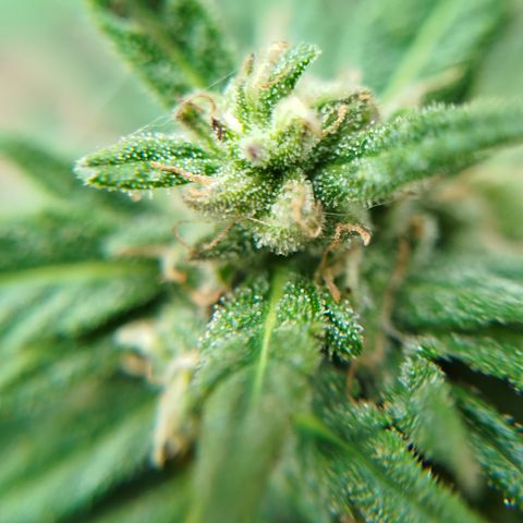 Ak 47 auto growlog timeline photo
