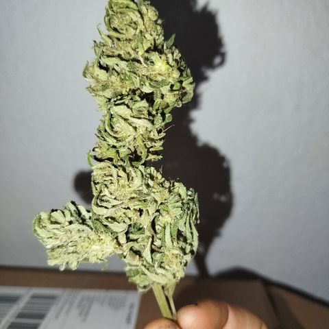 Ak 47 auto growlog timeline photo