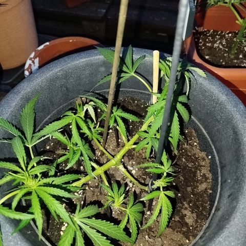 Royale Gorilla Kleiner growlog photo: Pflanze hängt sehr durch 