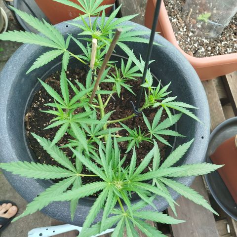 Royale Gorilla Kleiner growlog timeline photo