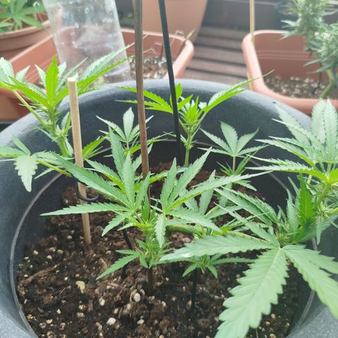 Royale Gorilla Kleiner growlog timeline photo