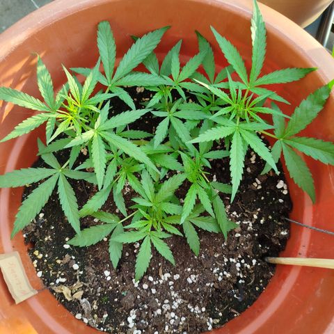 Northern Lights Automatic growlog photo: Vor den Schnitt 