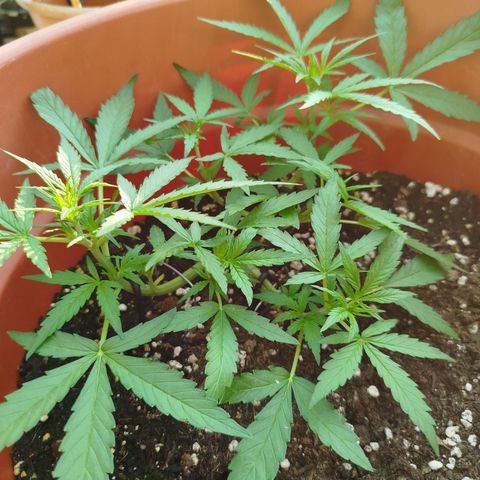 Northern Lights Automatic growlog photo: Vor den Schnitt 