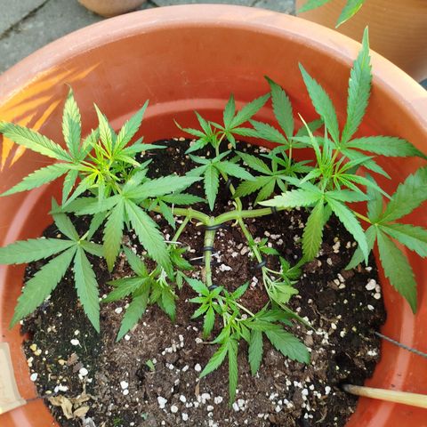 Northern Lights Automatic growlog photo: Nach dem schneiden und lst 