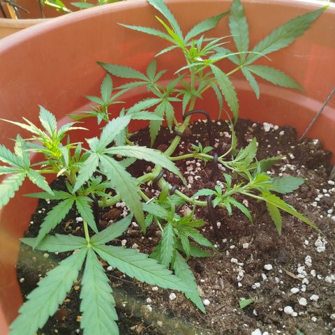 Northern Lights Automatic growlog photo: Nach dem schneiden und lst 