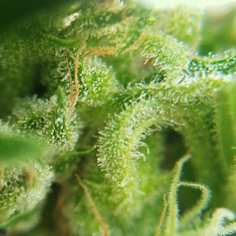 Cookies Gellato Automatic growlog photo: Stand der trichome 