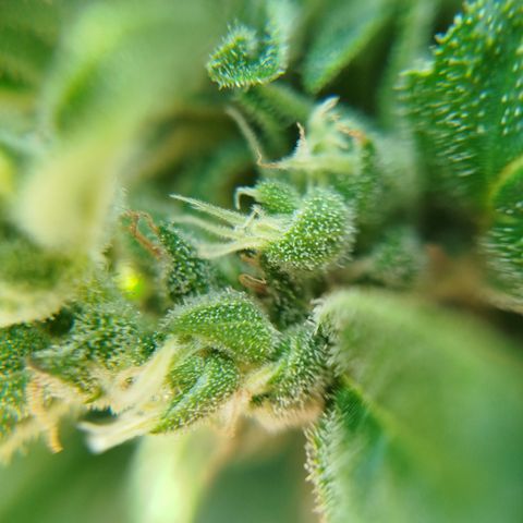 Cookies Gellato Automatic growlog photo: Stand der trichome 