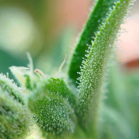 Cookies Gellato Automatic growlog photo: Stand der trichome 