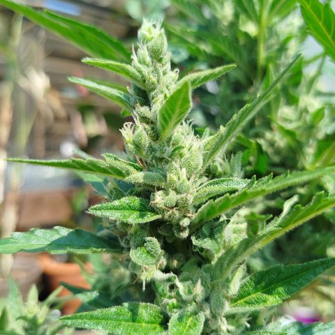 Cookies Gellato Automatic growlog timeline photo