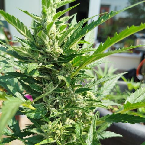 Cookies Gellato Automatic growlog timeline photo