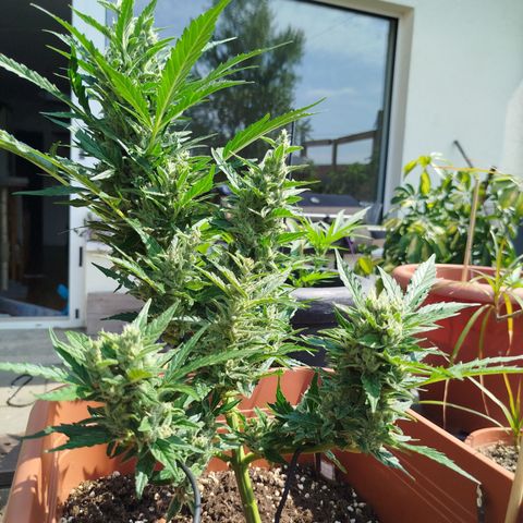 Cookies Gellato Automatic growlog timeline photo