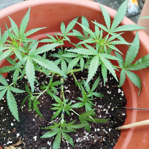 Northern Lights Automatic growlog timeline photo